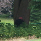 Illustration for article titled Is That Bigfoot? Nah, Just John Daly Relieving Himself Against A Tree